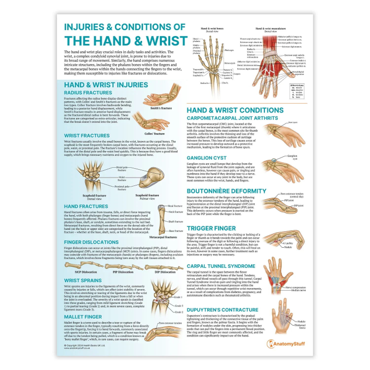 Hand & Wrist Anatomy & Pathology Collection - Image 5