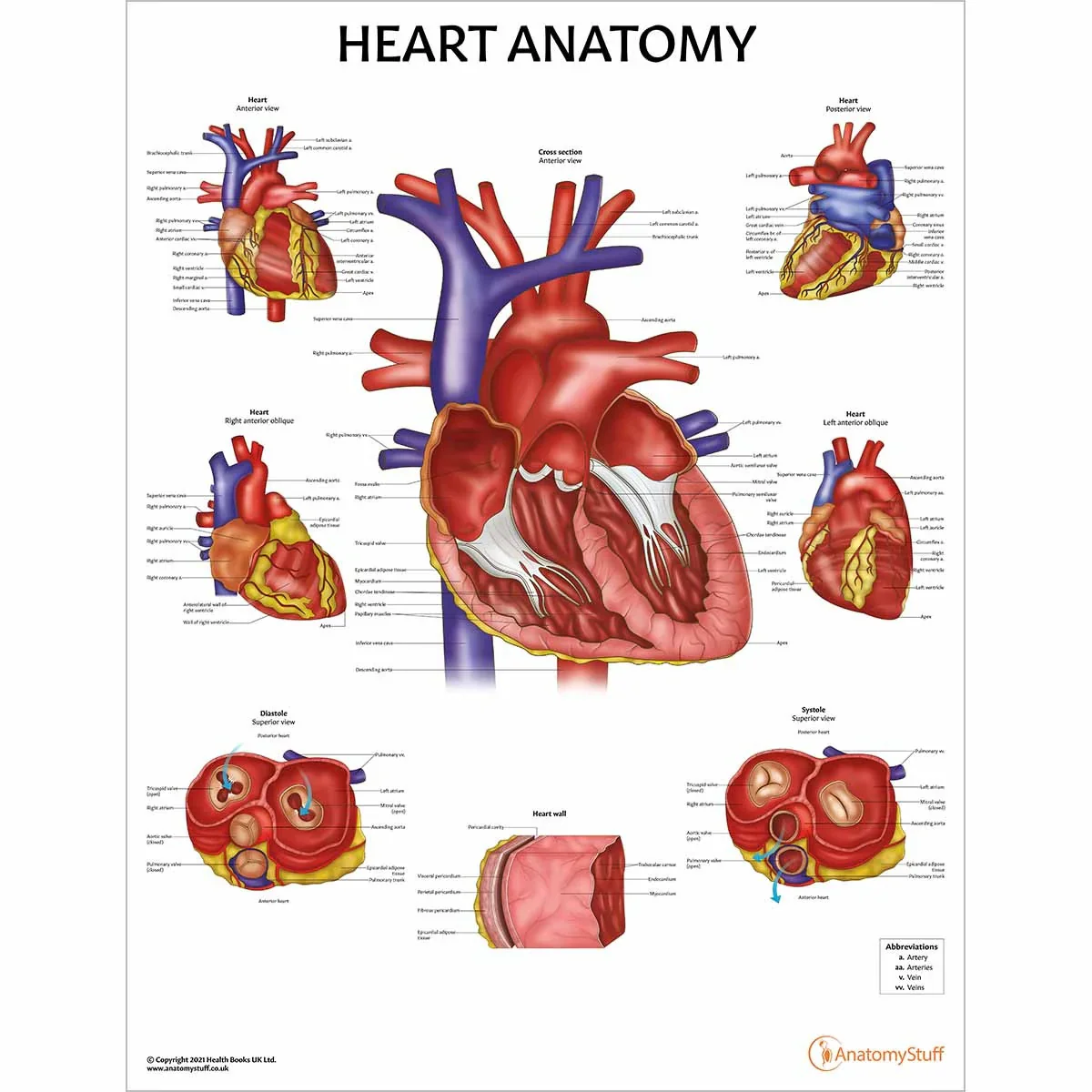 Heart Anatomy & Pathology Collection - Image 2