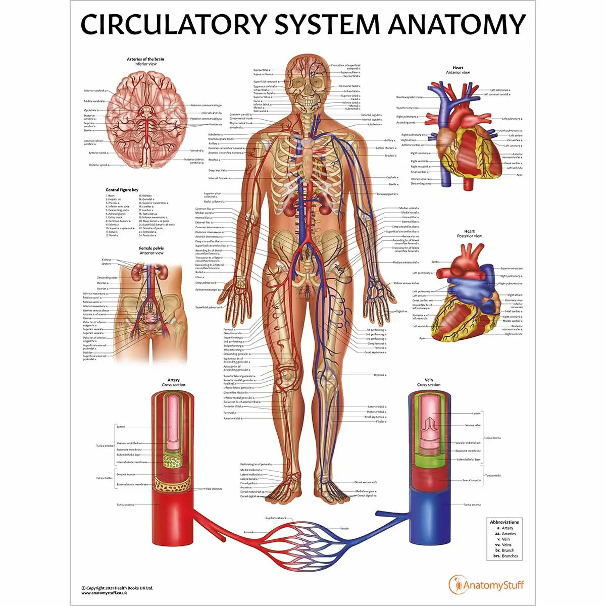Heart Anatomy & Pathology Collection - Image 3