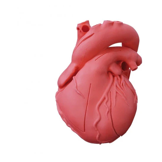 Heart Model - Flexible - Didactical Version