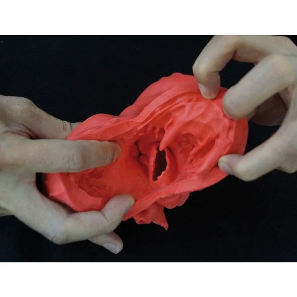 Heart Model - Flexible - Didactical Version - Image 2