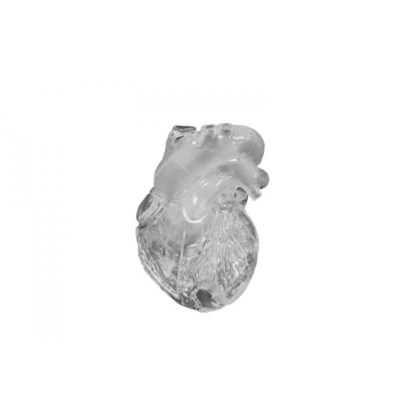 Heart Model - Flexible - Didactical Version - Translucent