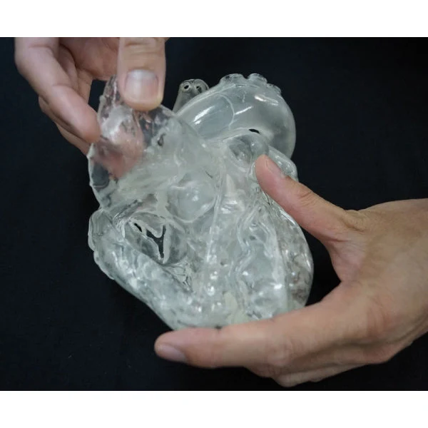 Heart Model - Flexible - Didactical Version - Translucent - Image 2