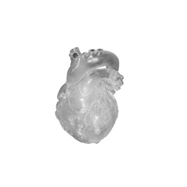 Heart Model - Professional - Clear