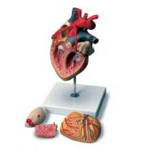 Heart Model With Bypass, 4 - Part - Image 2