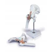 Hip Joint With Ligaments - Image 2