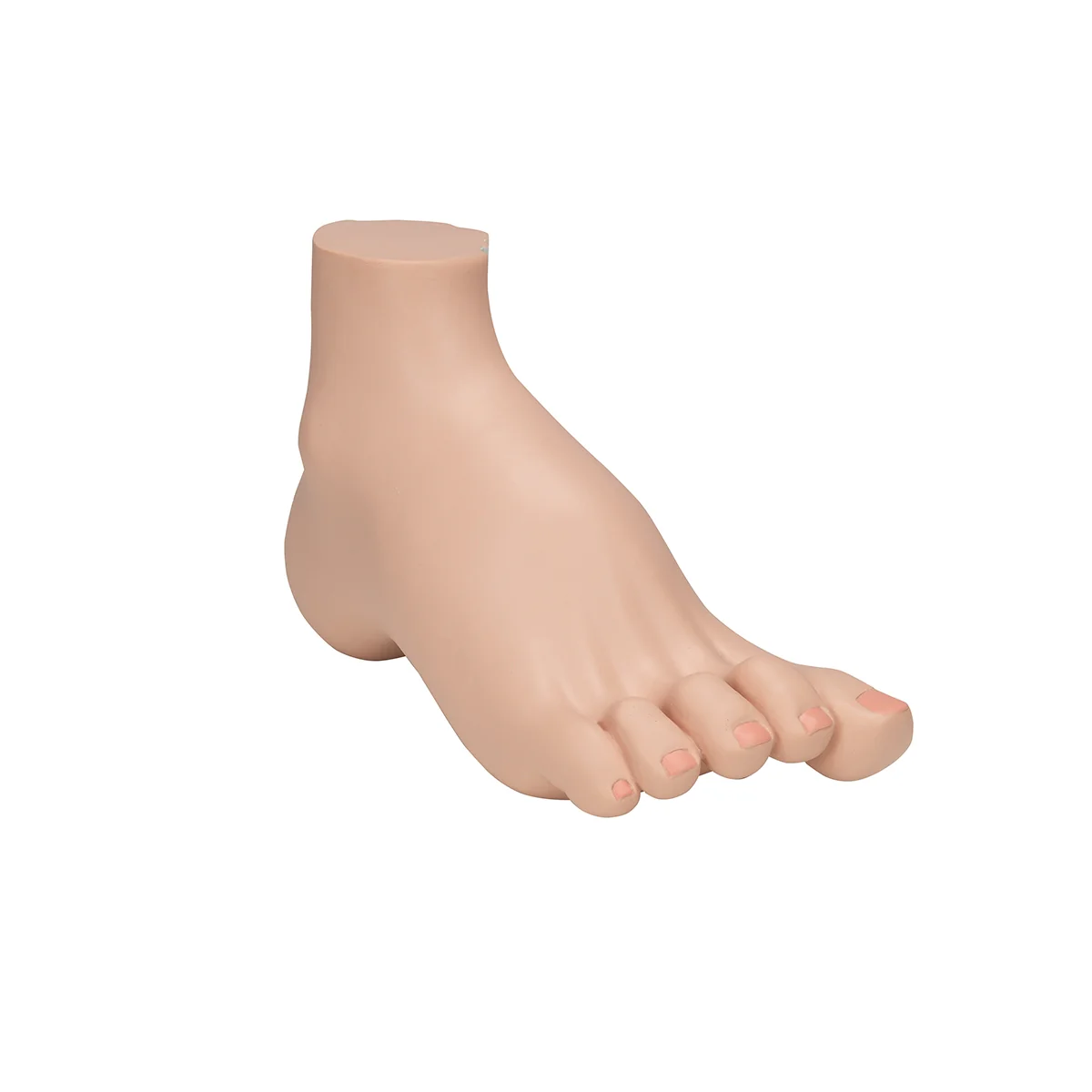 Hollow Foot (Pes Cavus) Model - Image 6