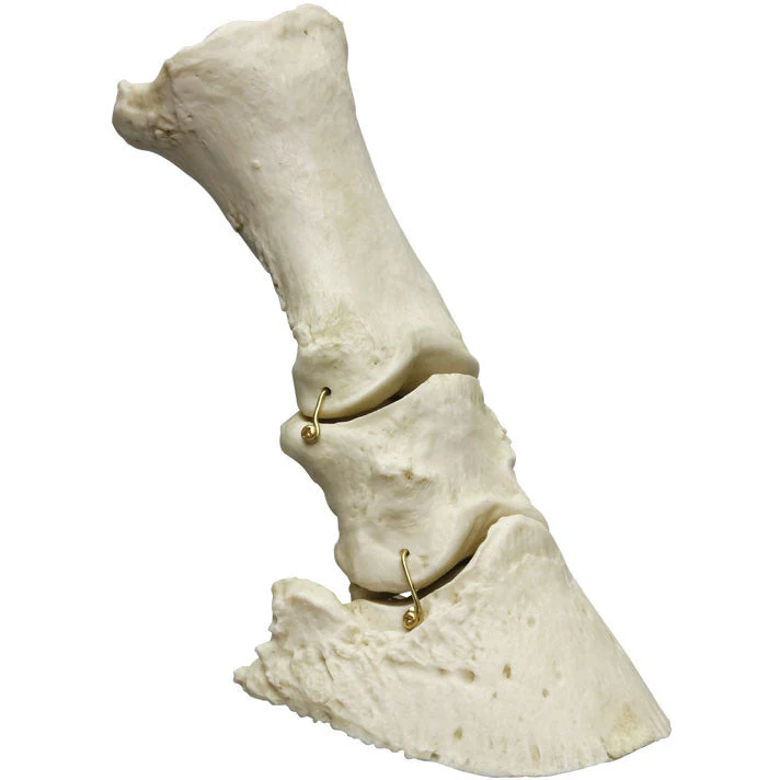 Horse Foot