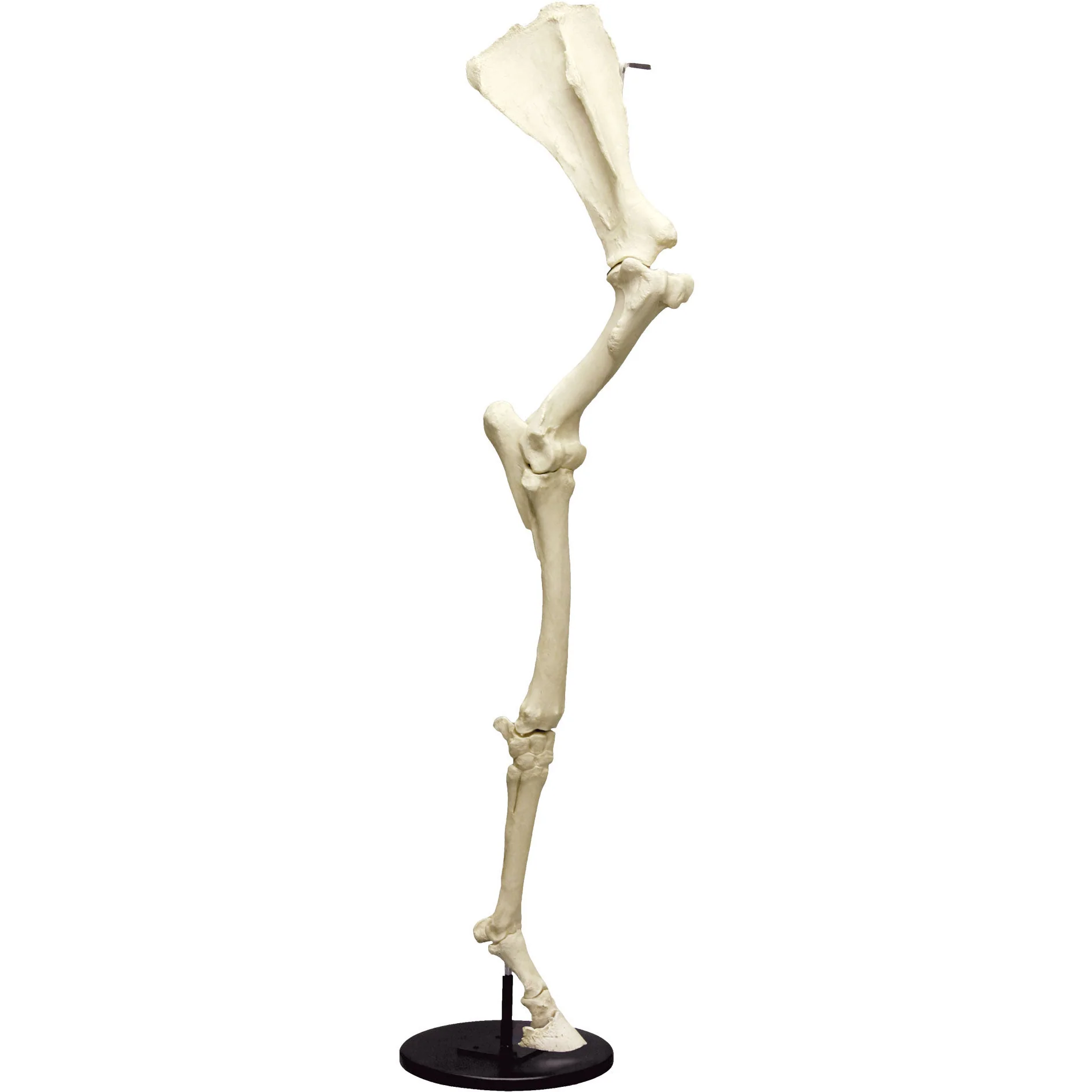 Horse Front Leg with Scapula