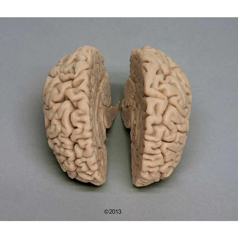 Human Brain - Actual Cast (For Female Skull)