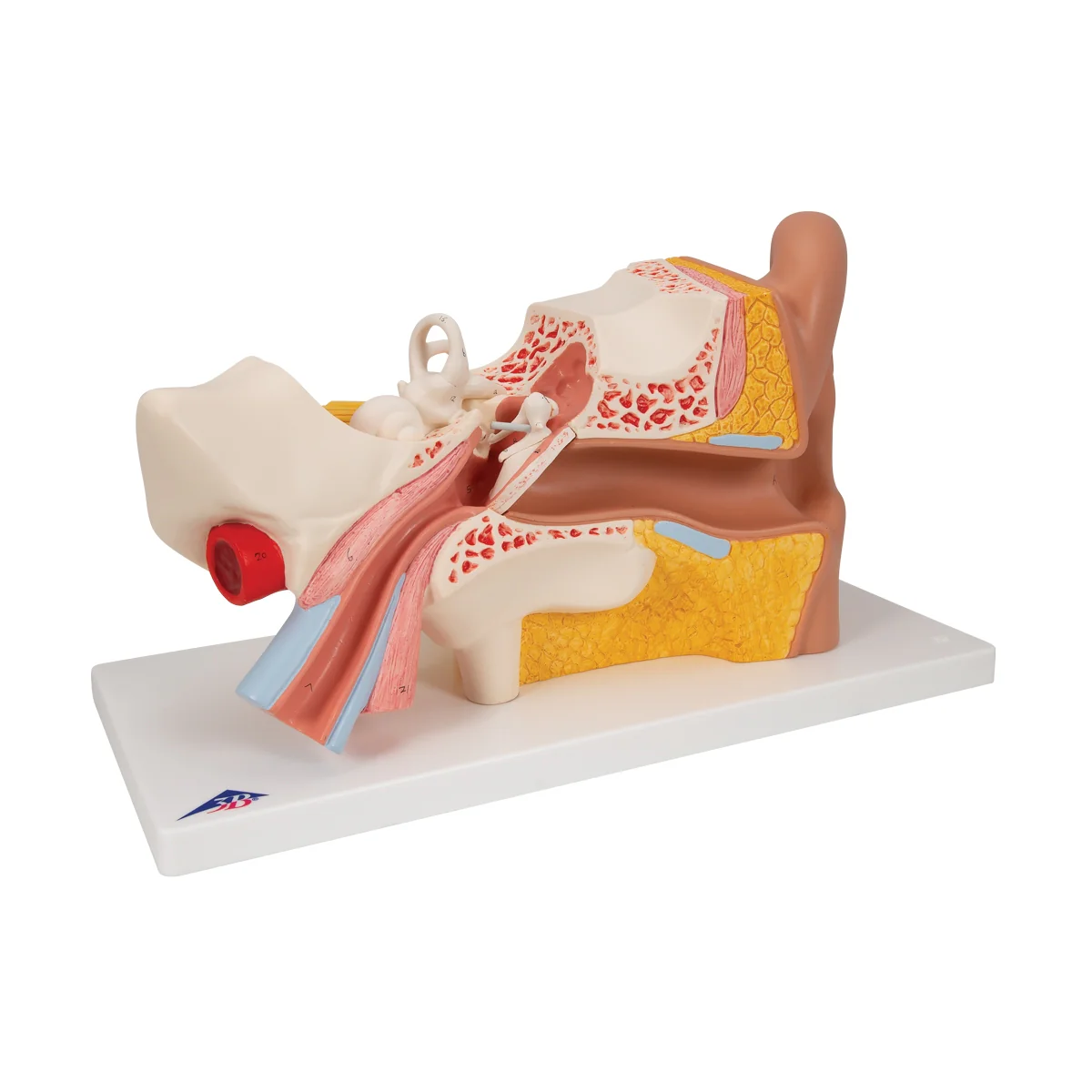Human Ear Model, 3 times Life-Size, 4 part - Image 3