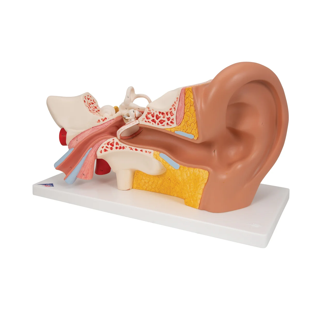 Human Ear Model, 3 times Life-Size, 4 part - Image 4