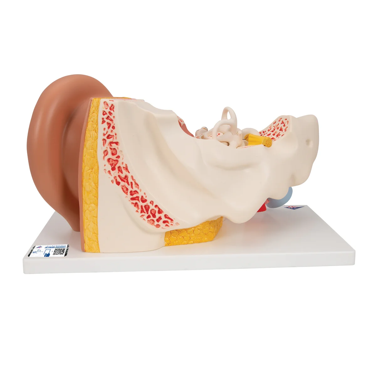 Human Ear Model, 3 times Life-Size, 4 part - Image 7