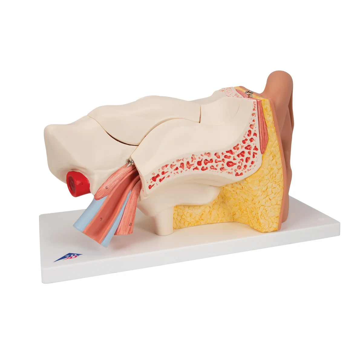 Human Ear Model, 3 times Life-Size, 6 part - Image 2