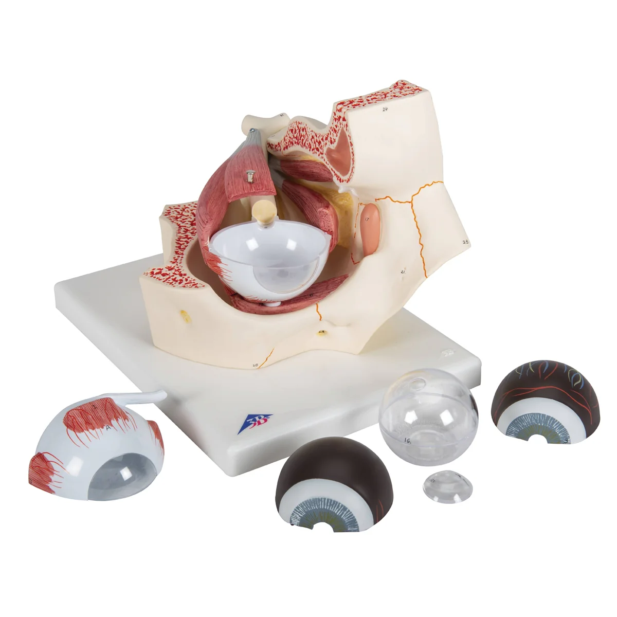Human Eye Model, 3 times Full-Size, 7 part - Image 6