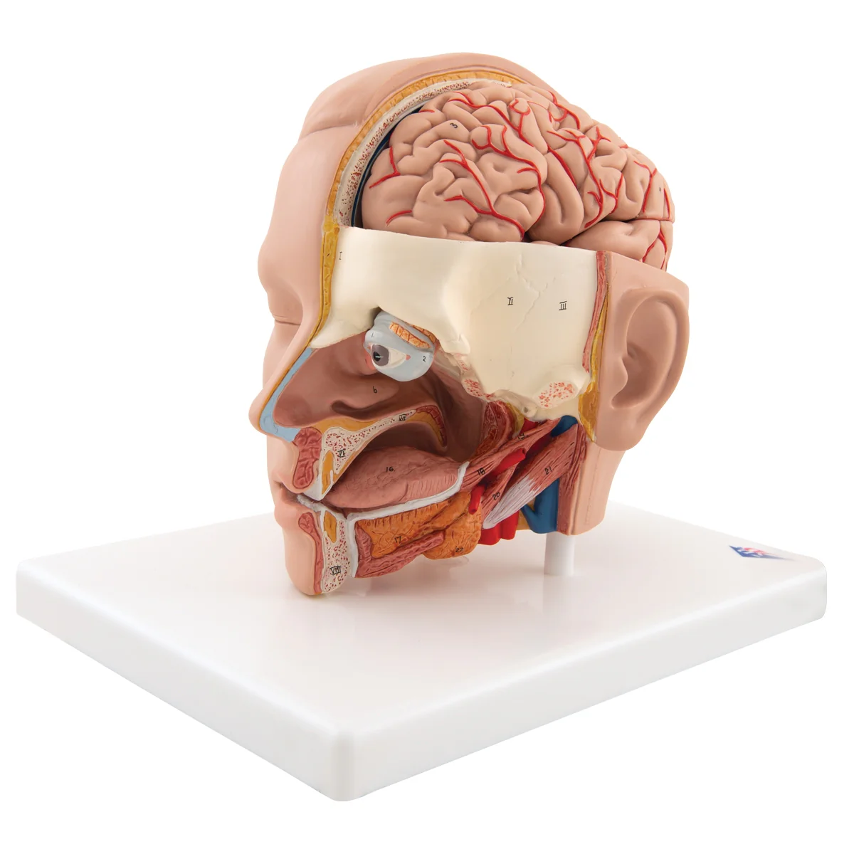 Human Head Model, 6 part - Image 2