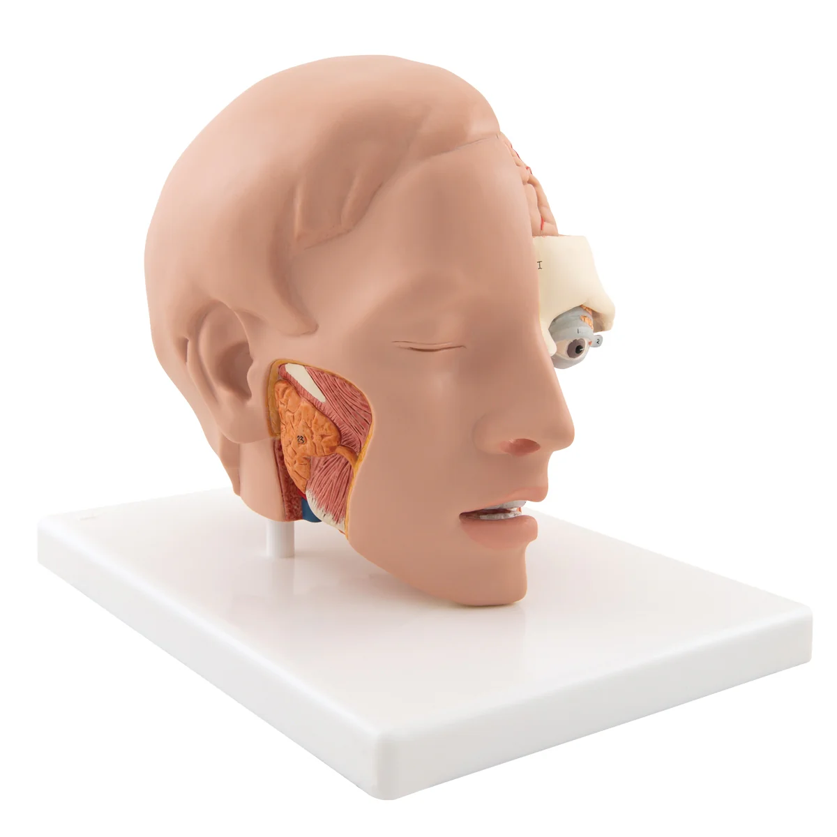 Human Head Model, 6 part - Image 3