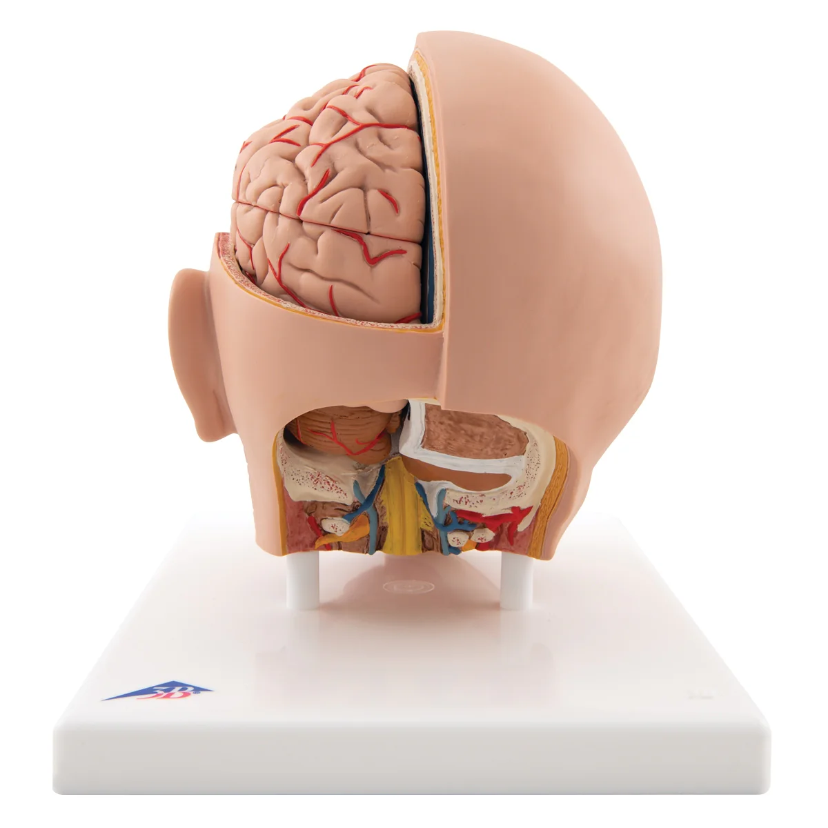 Human Head Model, 6 part - Image 4