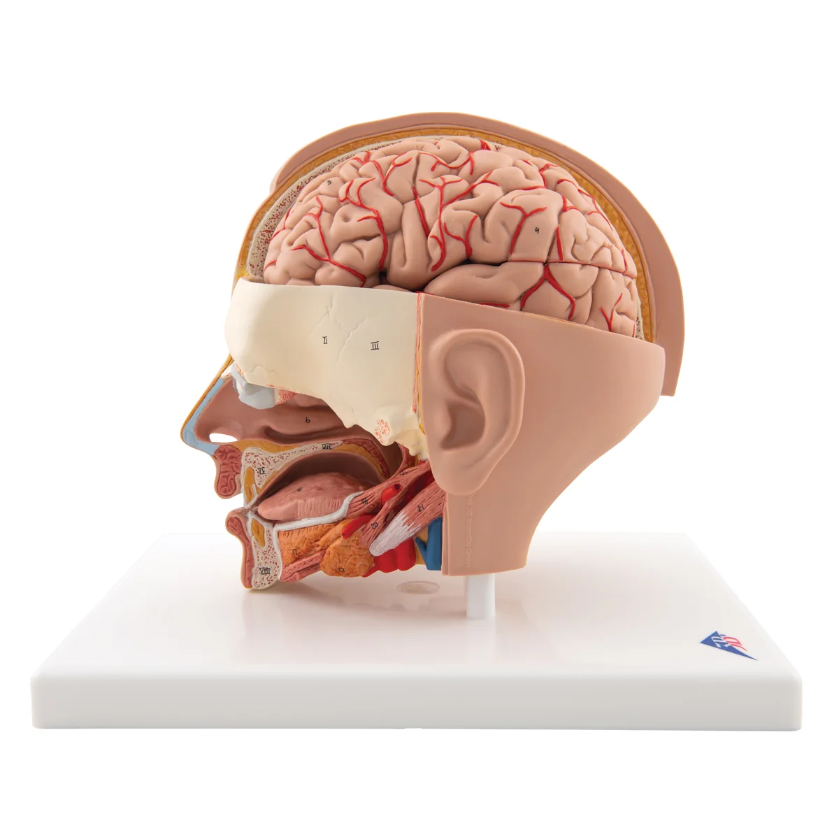 Human Head Model, 6 part - Image 5