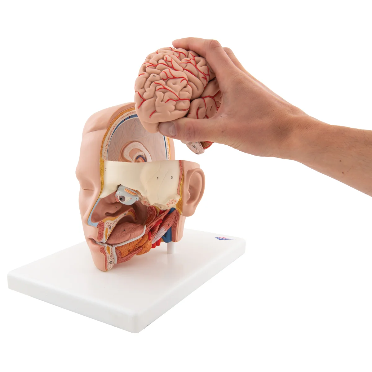 Human Head Model, 6 part - Image 7