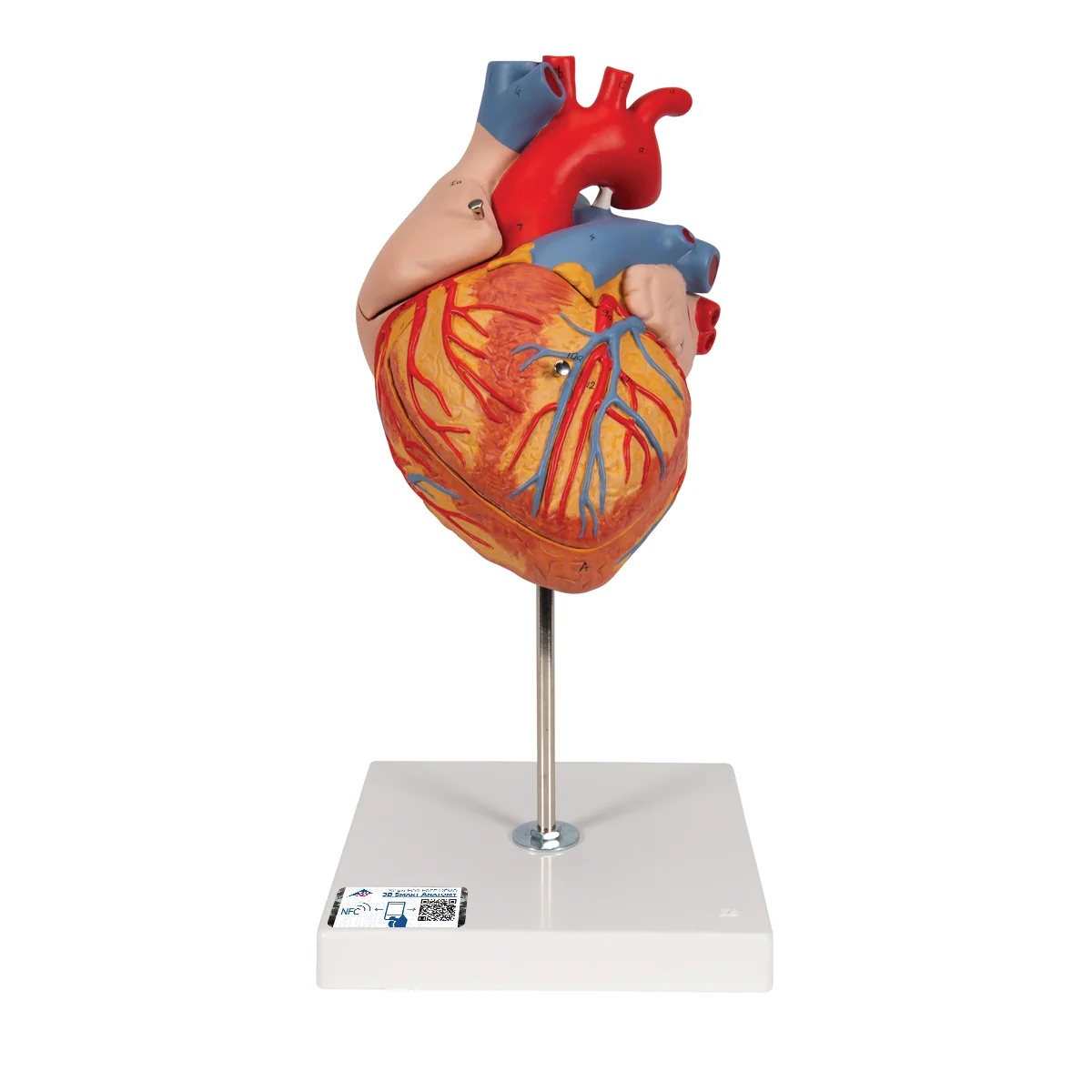 Human Heart Model, 2-times Life-Size, 4 part - Image 3