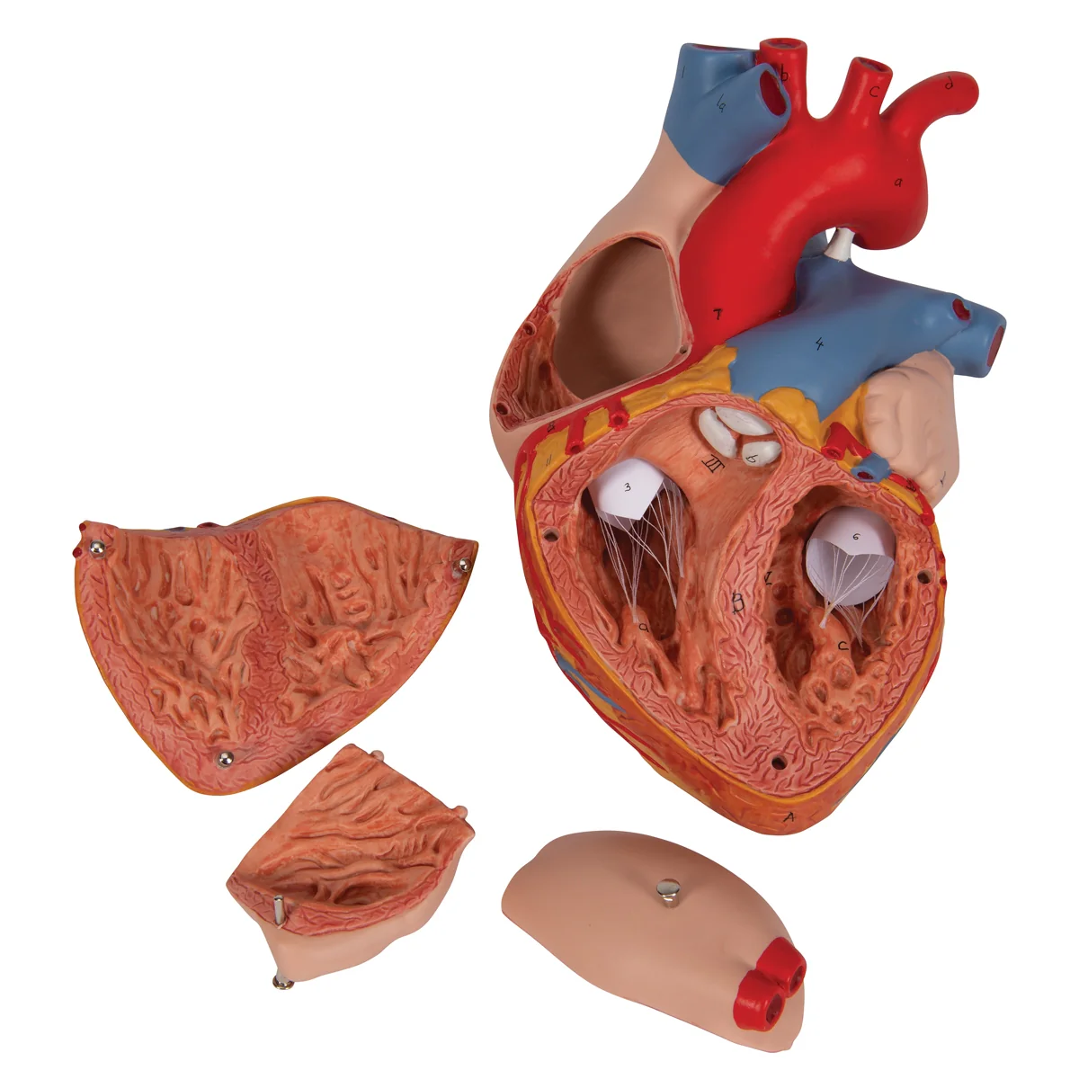 Human Heart Model, 2-times Life-Size, 4 part - Image 4