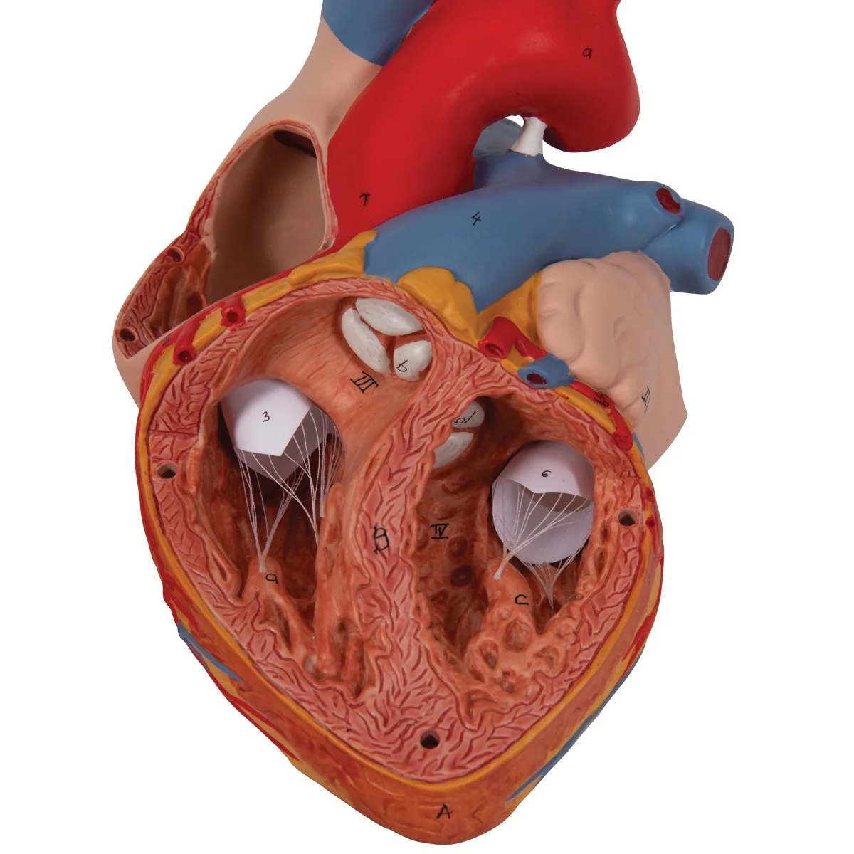 Human Heart Model, 2-times Life-Size, 4 part - Image 5