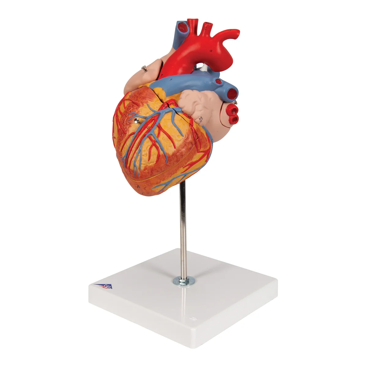 Human Heart Model, 2-times Life-Size, 4 part - Image 7