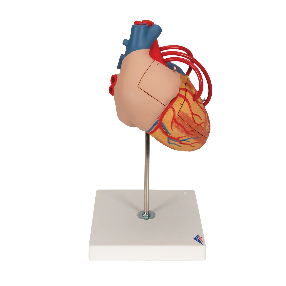 Human Heart Model with Bypass, 2 times Life-Size, 4 part - Image 2