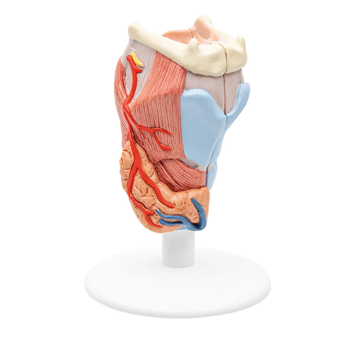 Human Larynx Model, 2 part - Image 6