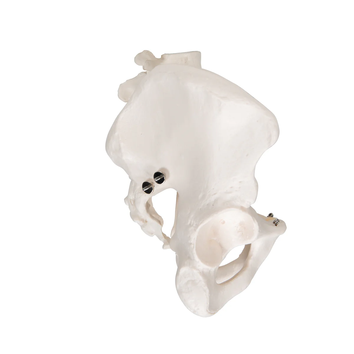 Human Male Pelvis Skeleton Model - Image 2