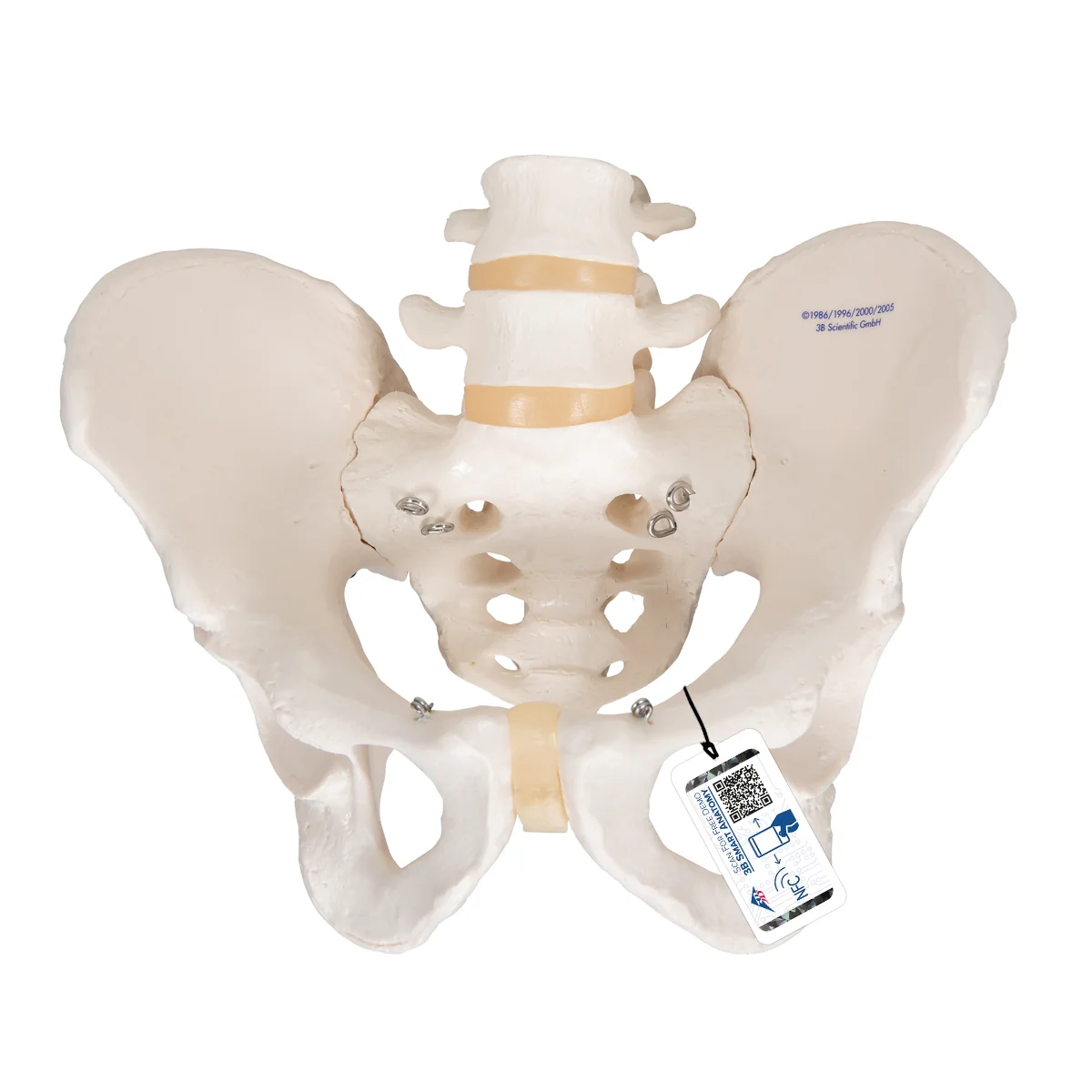 Human Male Pelvis Skeleton Model - Image 6