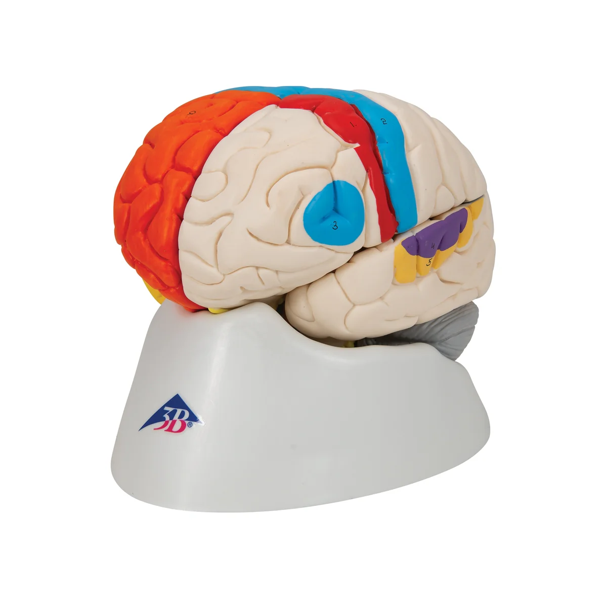 Human Neuro-Anatomical Brain Model, 8 part - Image 5