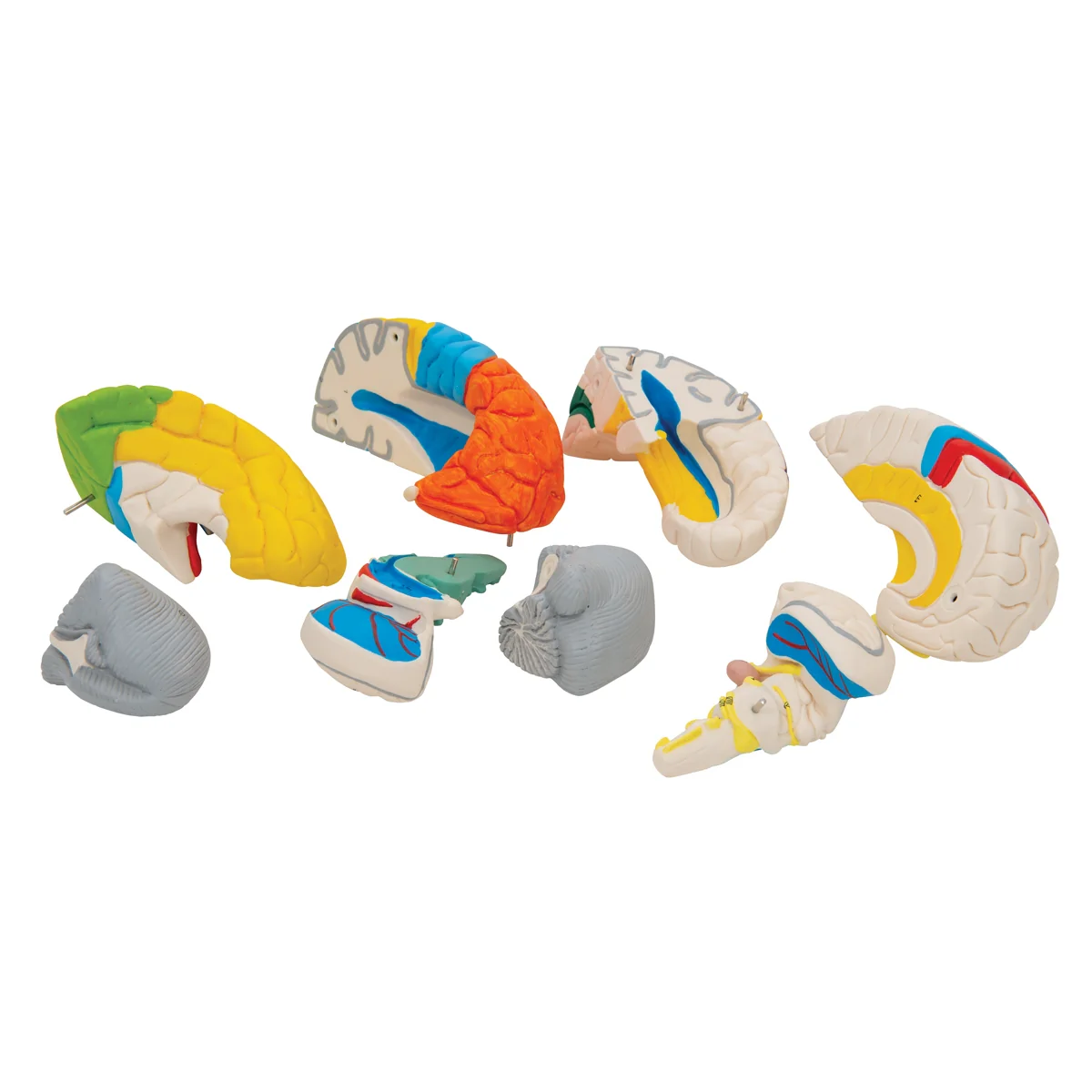 Human Neuro-Anatomical Brain Model, 8 part - Image 6