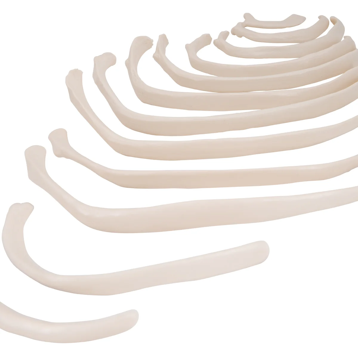 Human Ribs Model - Image 2