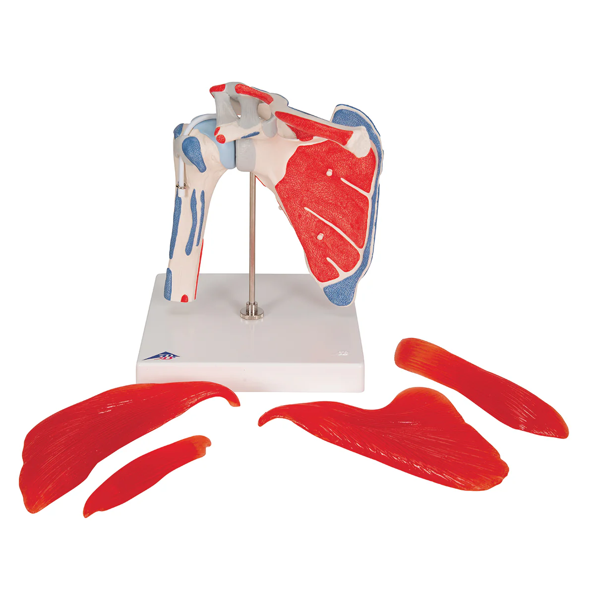 Human Shoulder Joint Model with Rotator Cuff & 4 Removable Muscles, 5 part - Image 6