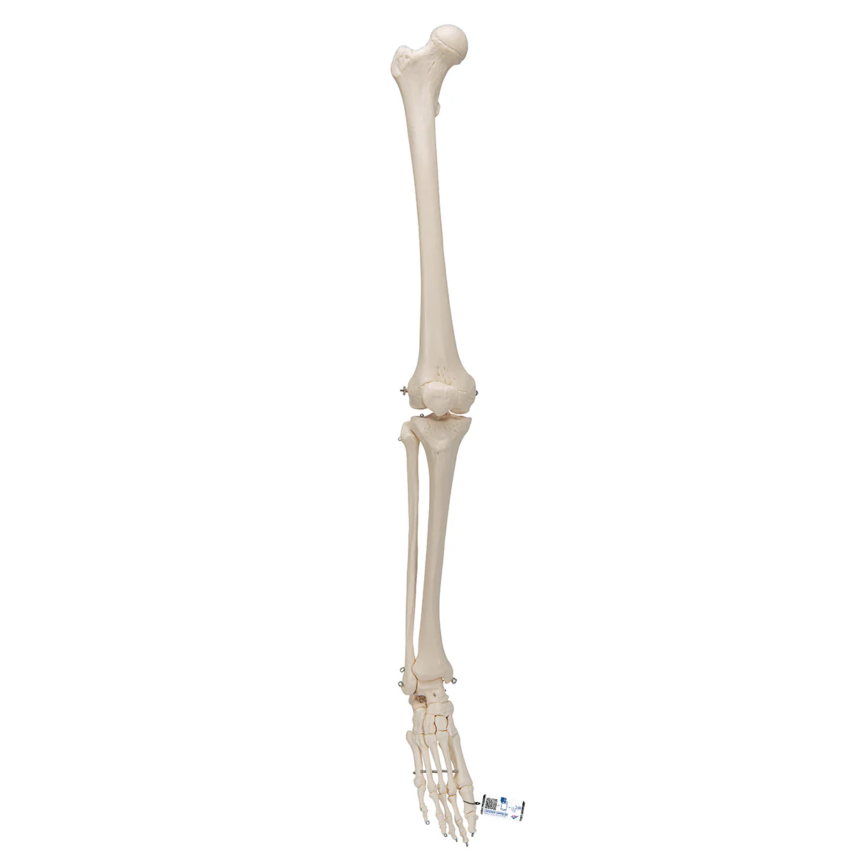 Human Skeleton of Leg with Foot, Wire Mounted