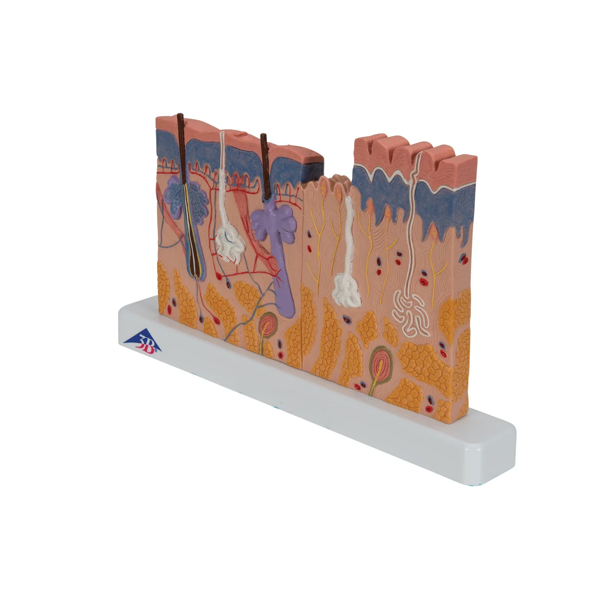 Human Skin Section Model, 40 times Full-Size - Image 4