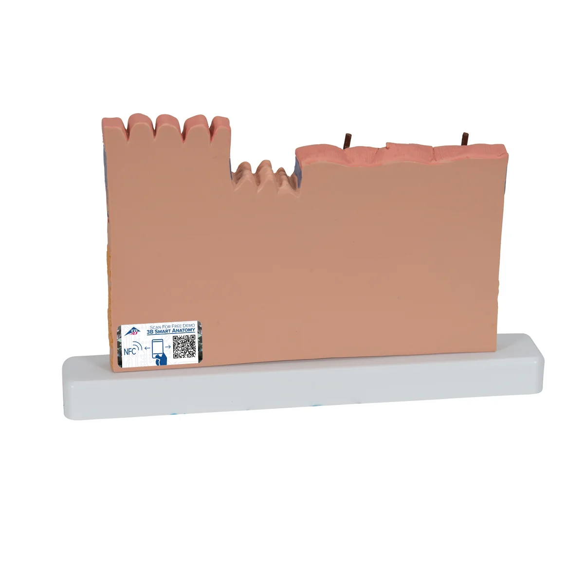 Human Skin Section Model, 40 times Full-Size - Image 7