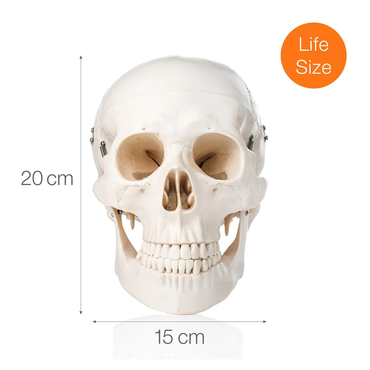 Human Skull Model (3 Part) - Image 7