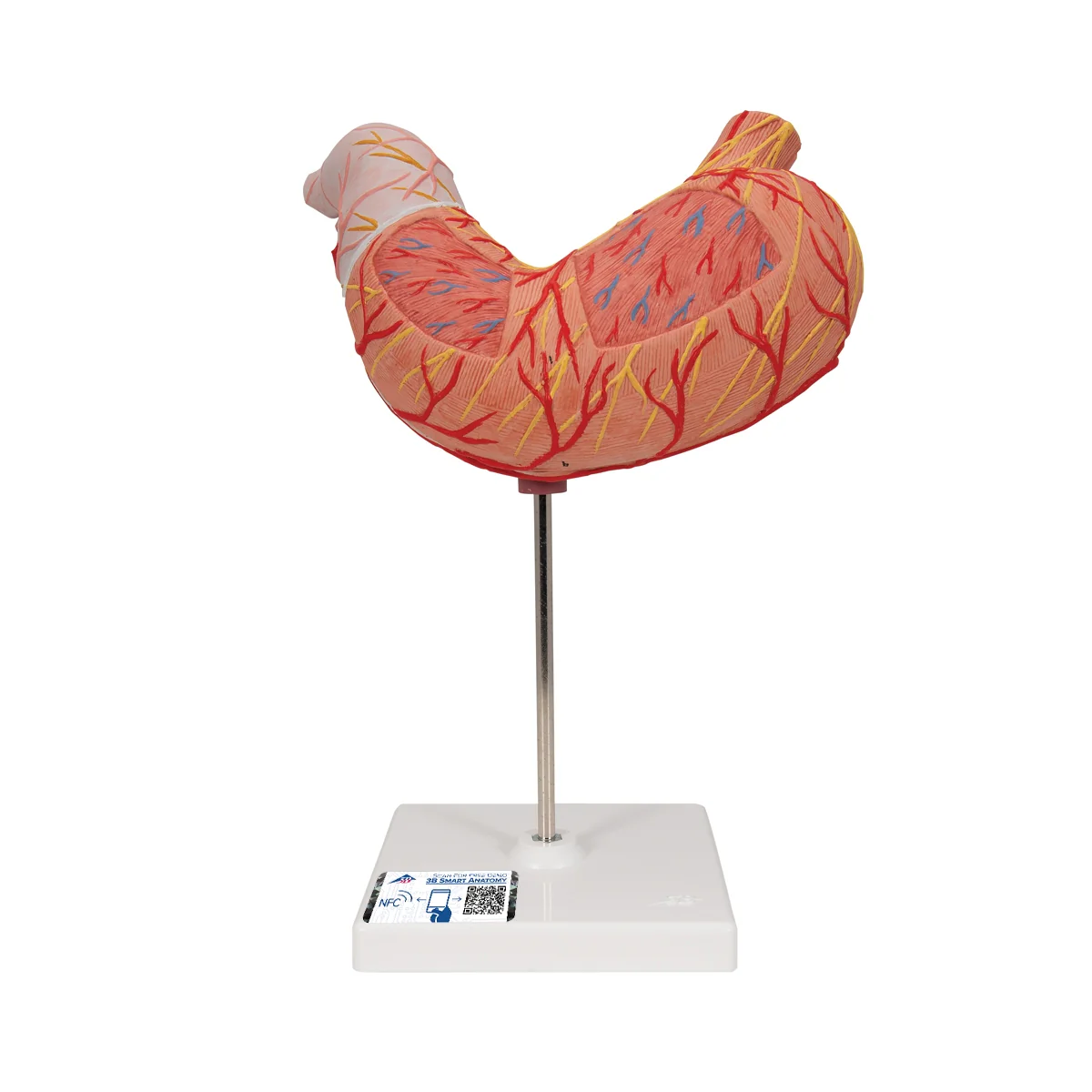 Human Stomach Model, 2 part - Image 2