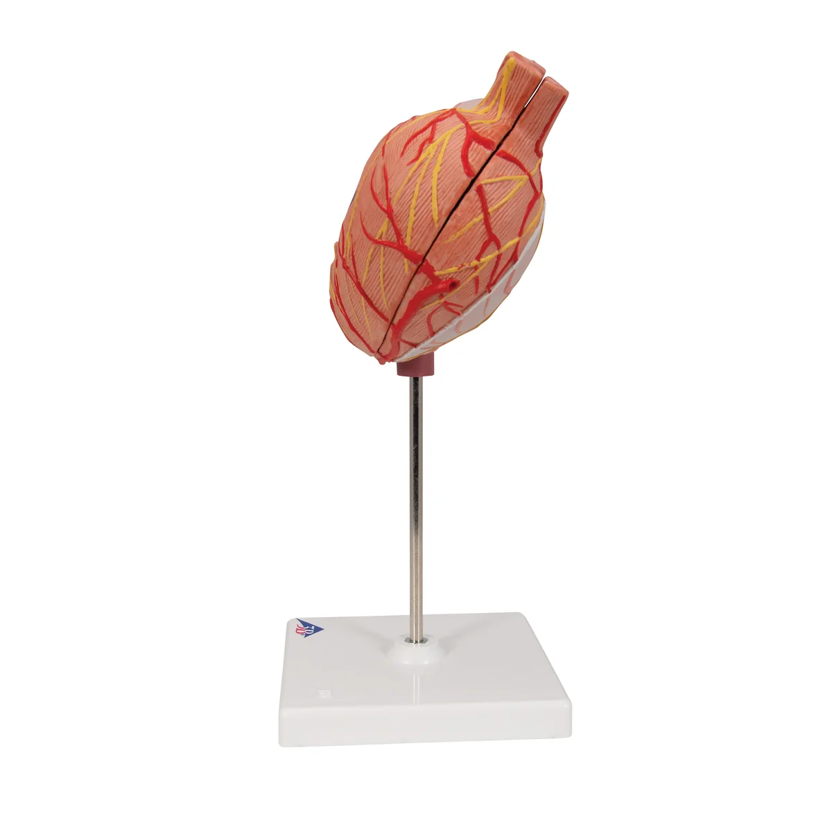 Human Stomach Model, 2 part - Image 3