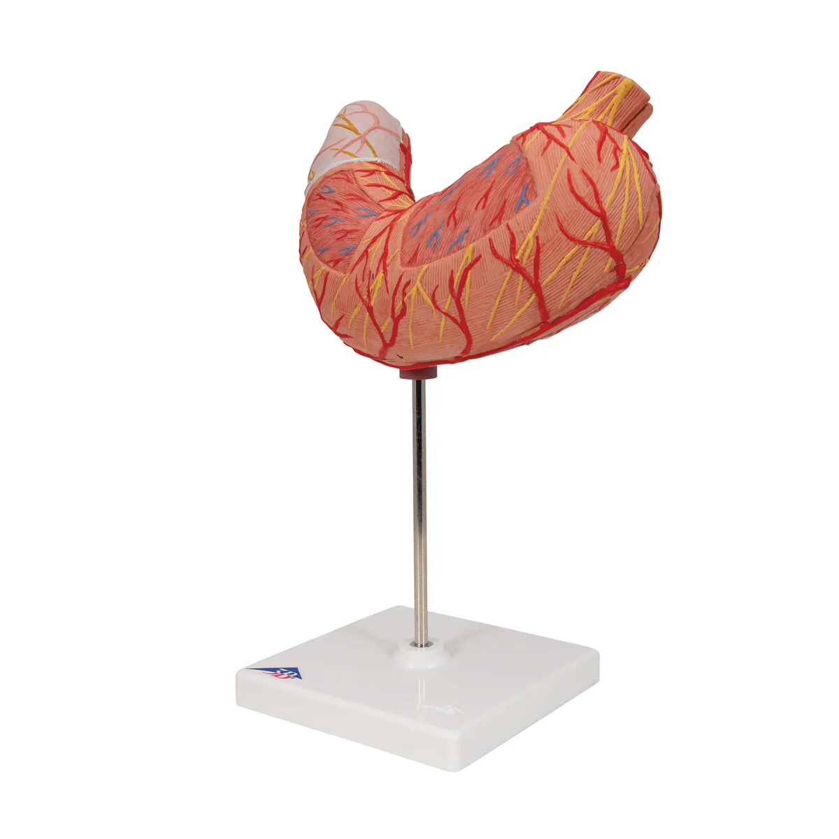 Human Stomach Model, 2 part - Image 4