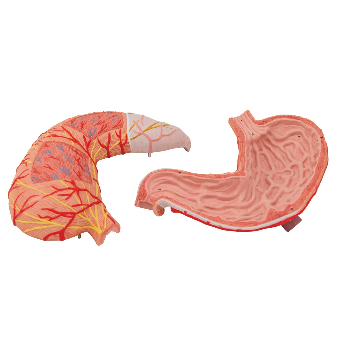Human Stomach Model, 2 part - Image 5