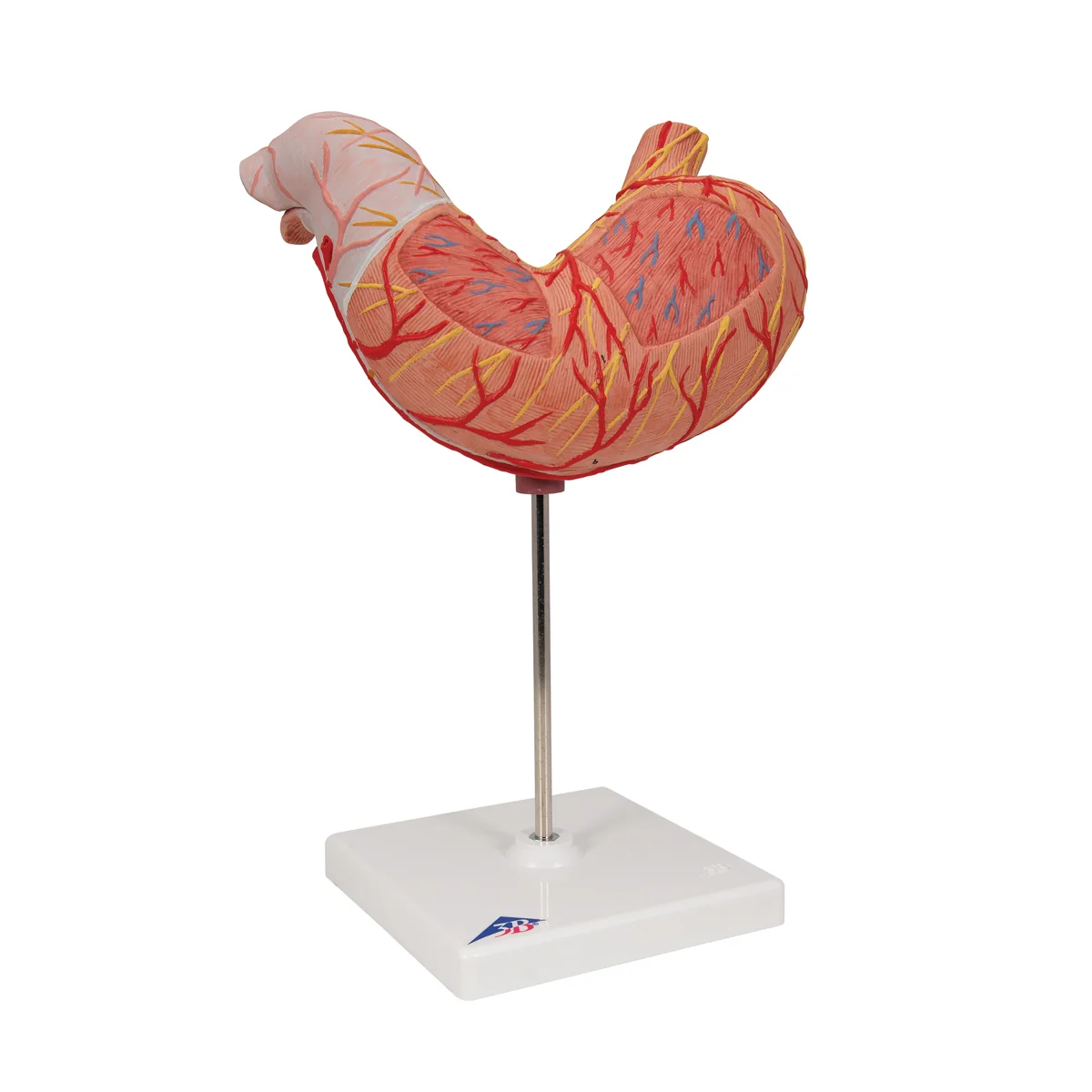 Human Stomach Model, 2 part - Image 7
