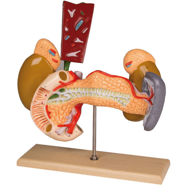 Internal Organs - 2-Part