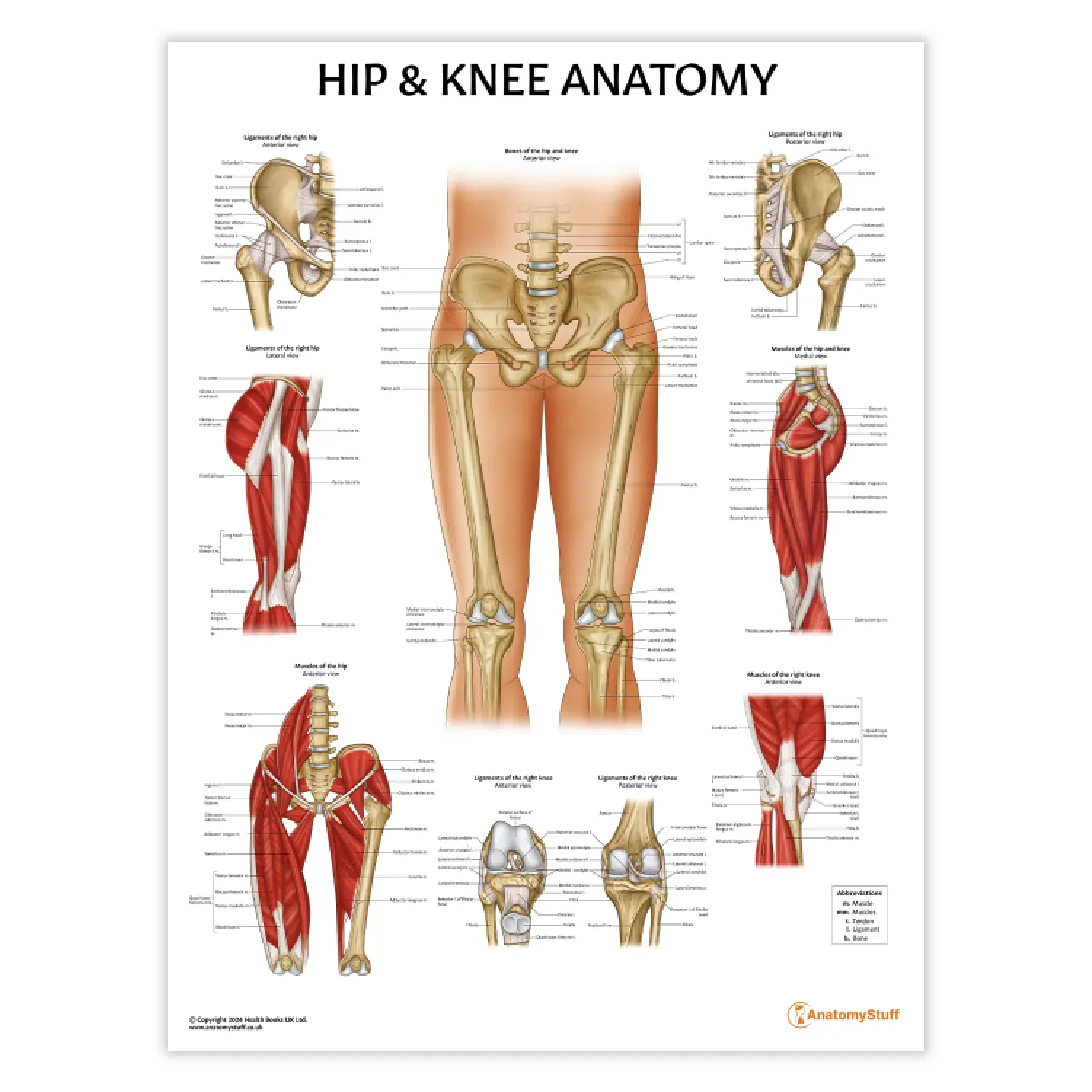 Knee Anatomy & Pathology Collection - Image 2