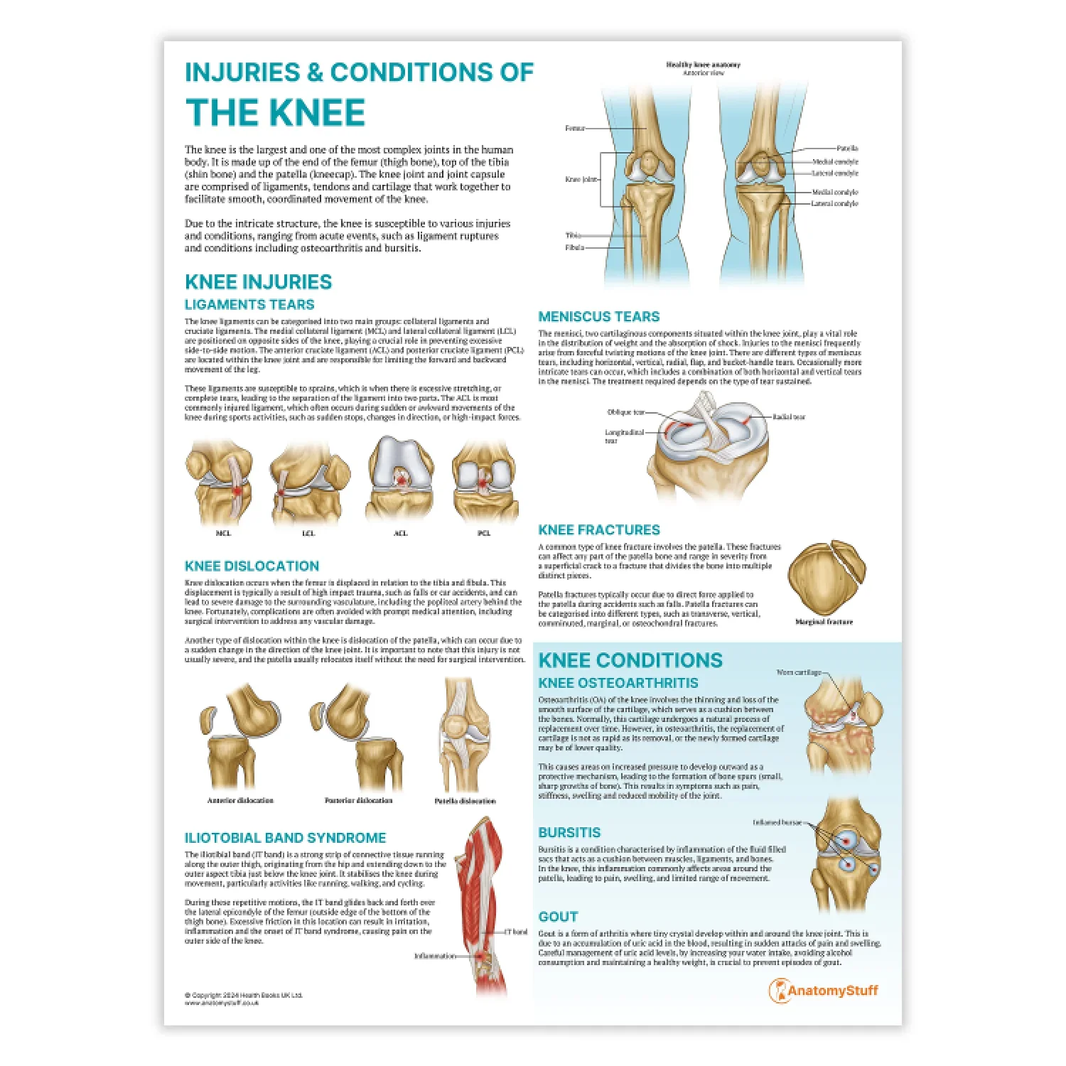 Knee Anatomy & Pathology Collection - Image 3