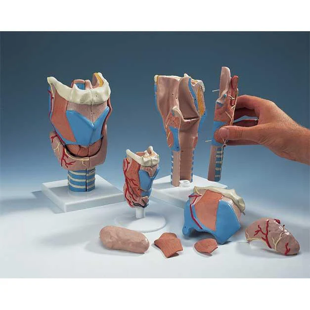 Larynx Function Model, 7 - Part