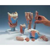 Larynx Function Model, 7 - Part - Image 2